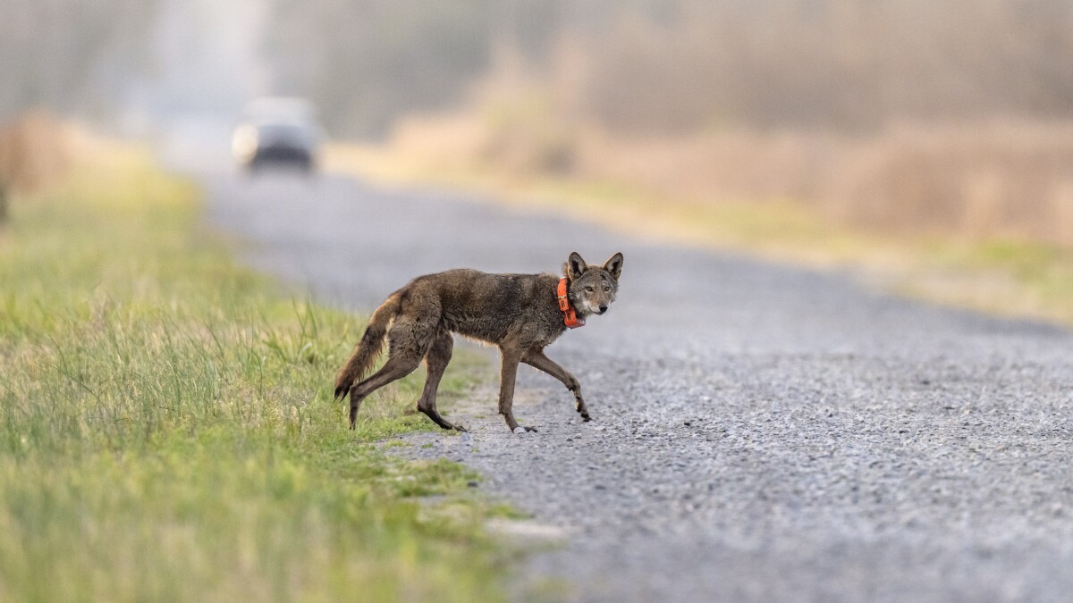 Endangered red wolves need space to stay wild. But there's another